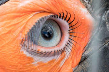 Eye of the Southern Ground Hornbill © miklyxa