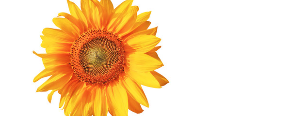 Sonnenblume auf weissem Hintergrund