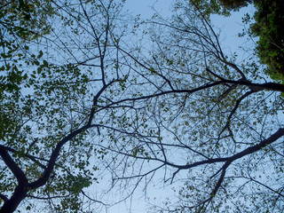 Fototapeta premium View of branches in a Zen Garden of Tenryu-ji, Heavenly Dragon Temple. In Kyoto, Japan