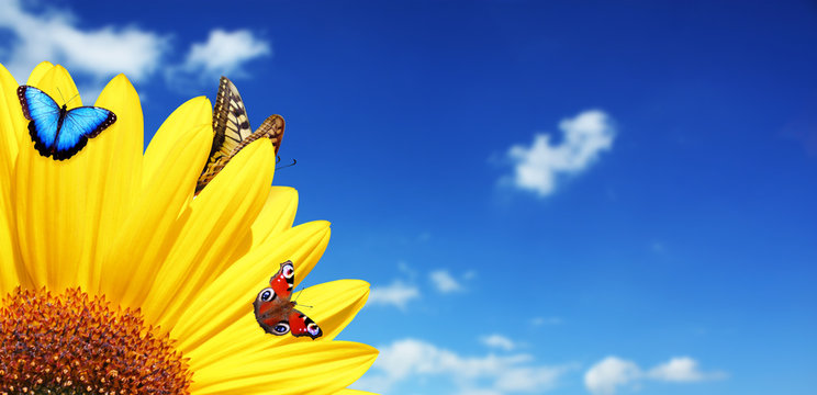 Wunderschöne Sonnenblume mit Schmetterlingen