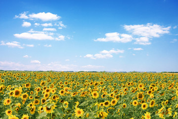 Wunderschöne Sonnenblumen