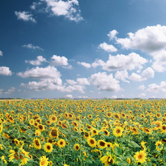 Wunderschöne Sonnenblumen