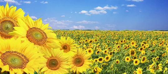 Wunderschöne Sonnenblumen
