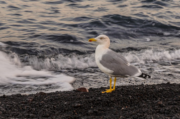 Contrast between the color of a seagull and the blackness of volcanic stones