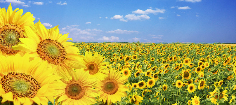 Wundersch&ouml;ne Sonnenblumen