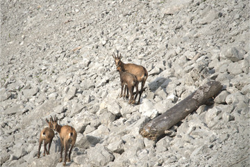 Gämsen am Berg