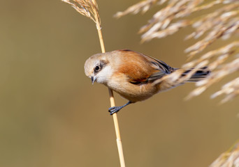 Penduline tit nice close up portrait