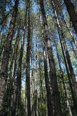 Enchanted foggy forest of pines