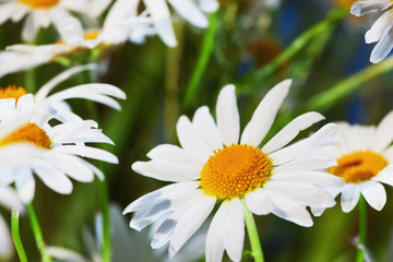 Fototapeta premium chamomile in green grass