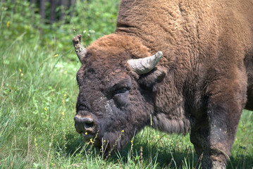 Wisent Bulle