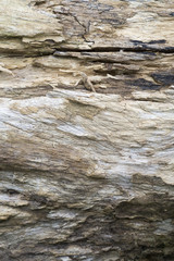 Dead tree texture background , wood