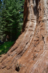 Giant Huge Sequoia Trees
