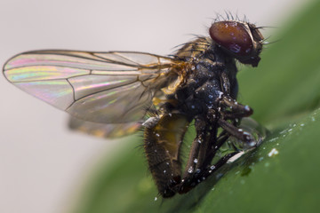 Муха fly Diptera
