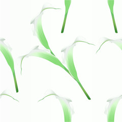 Seamless texture Calla lily white  flower   herbaceous perennial ornamental plants   vintage  vector illustration editable hand draw