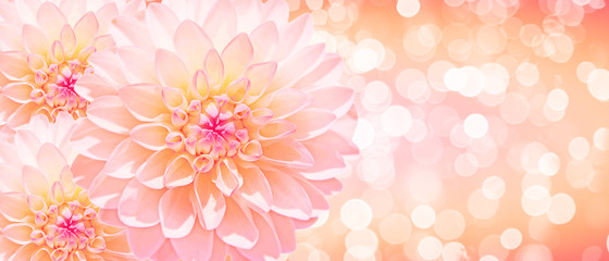 Wunderschöne Blumen im Sommer