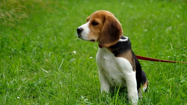  Beagle puppy on green grass tied on a leash
