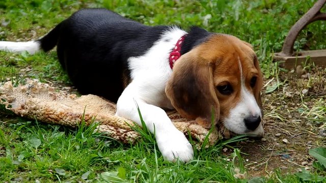 Beagle puppy eats the shells of eggs on green grass
