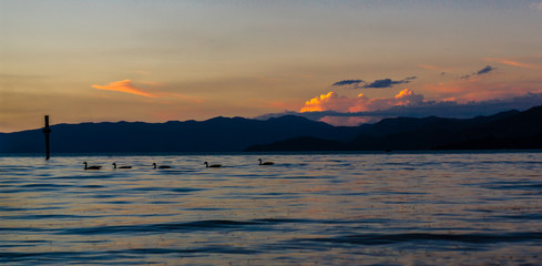 Tahoe Ducks