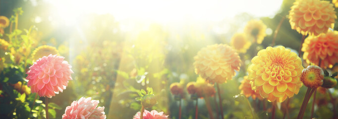 Wunderschöne Blumen im Sommer