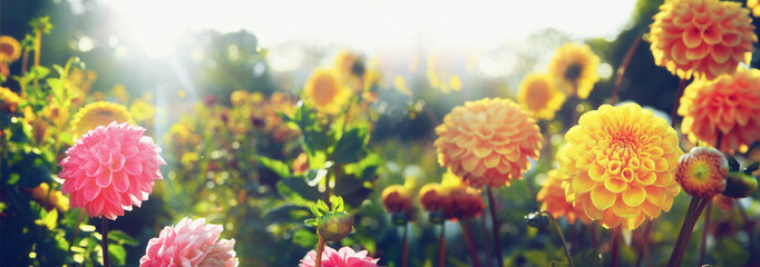 Fototapeta na wymiar Wunderschöne Blumen im Sommer