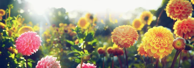 Crédence de cuisine en verre imprimé Dahlia Wunderschöne Blumen im Sommer