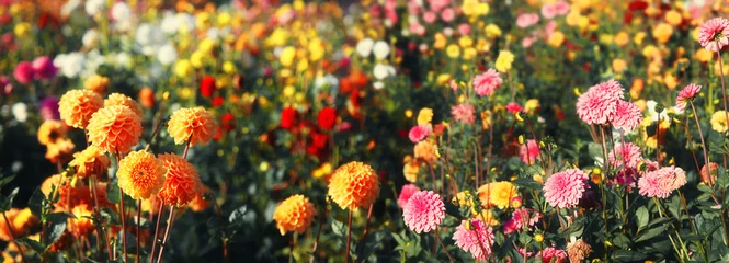 Keuken foto achterwand Dahlia Mooie bloemen in de zomer
