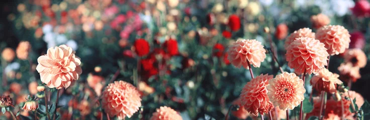 Papier Peint photo Autocollant Dahlia Belles fleurs en été