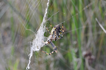Wespenspinne