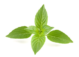 basil herb leaves isolated on white background closeup