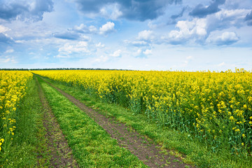 ground road in rapeseed yellow flower field, beautiful spring landscape