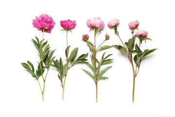 Pink peonies in a row lie on a white background.