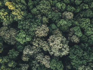 Aerial view of the forest and tips of trees