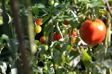 tomates