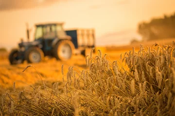 Fotobehang tractor oogst © scott