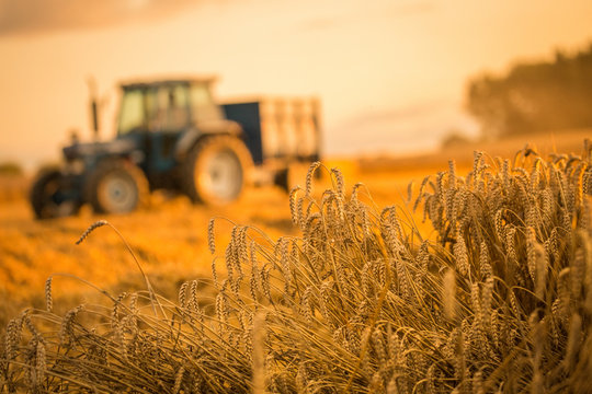 Fototapeta tractor harvest