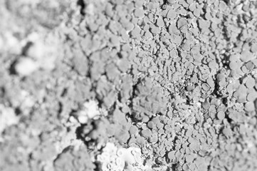 lichen black and white