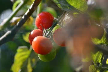 tomates