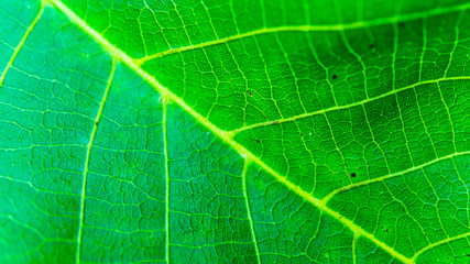 close-up of leaf vein