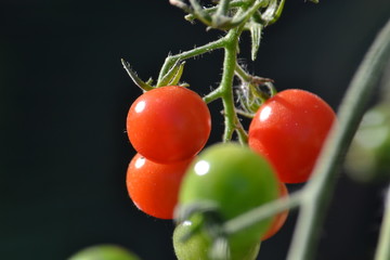 tomates