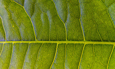 close-up of leaf vein