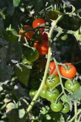 tomates