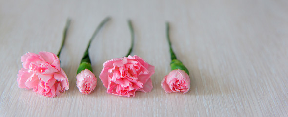 Floristics hobby and work. Minimalistic floral background with copy space. Four pink carnations on white table.