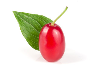 dogwood berry with leaf isolated on white background