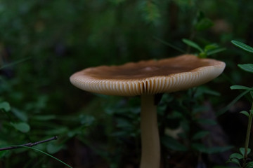 Detailed mushroom in forest