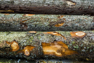 Stumps from trees in a wood