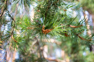 Naklejka na ściany i meble Young pine cones and green needles