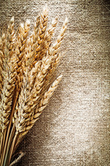 Golden wheat ears on burlap background