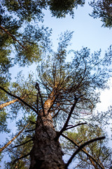 Bottom view of trees in pine forest in summertime