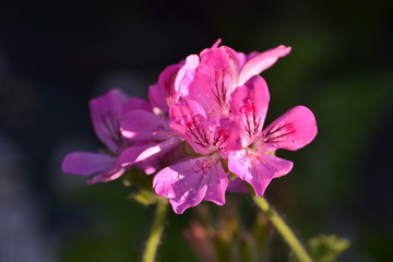 Obraz premium fleurs