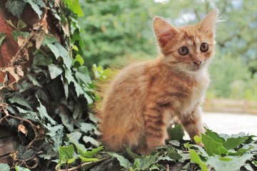 Naklejka na ściany i meble Fluffy redhead kitten